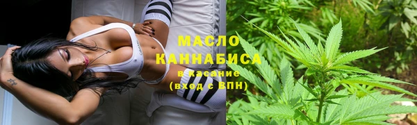 индика Ельня